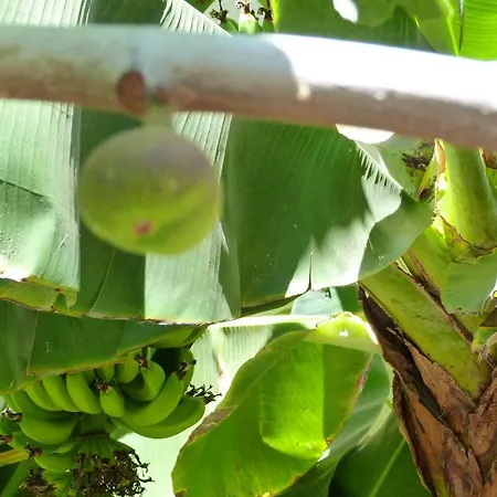 Casa vacanze Homelike Rustic House Güimar